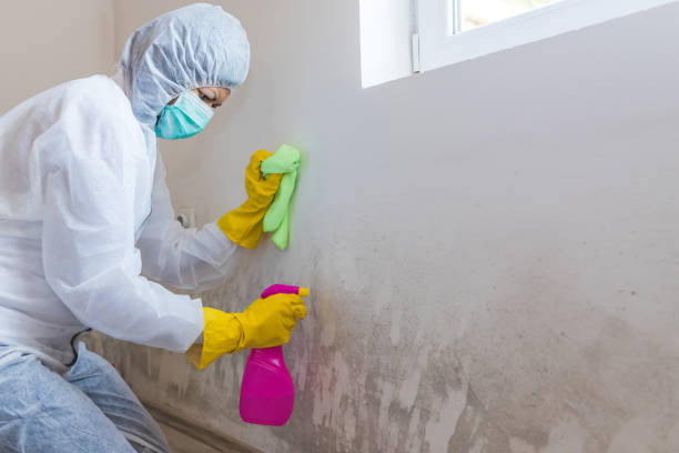 Why You Should Choose Our Mold Remediation Services in Miamisburg, OH