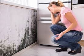 Best Basement Mold Removal  in Miamisburg, OH